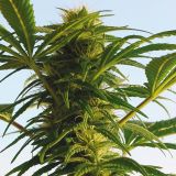 Northern Light Special